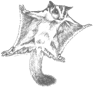 Sugar Glider logo