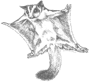 Sugar Glider logo