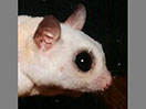 Photo of Mother White