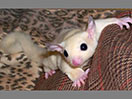 Photo of Sammie