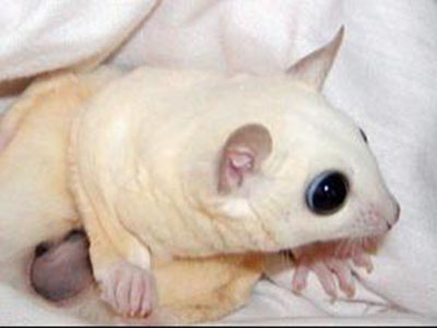 photo of Sesamie
