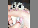 Photo of Frodo -wfb, To & Fro