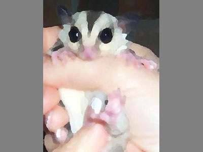photo of Frodo -wfb, To & Fro