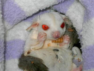 photo of Princess  - albino