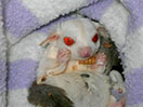 Mother photo