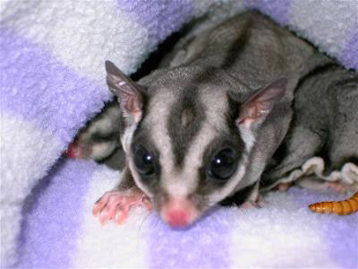 photo of Mickey