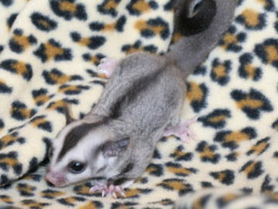 photo of Peanut