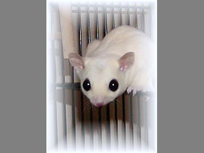 photo of Tai Pan