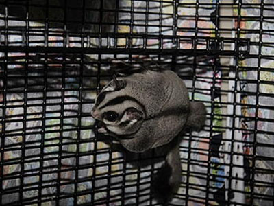 photo of Snowflake