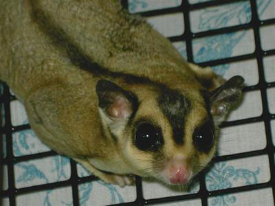 photo of Quixote-TPG