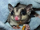 Photo of Chip - Classic - TPG