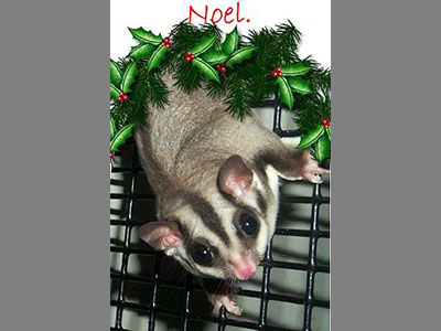 photo of Noel