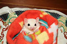 Photo of Sunshine (Leucistic)