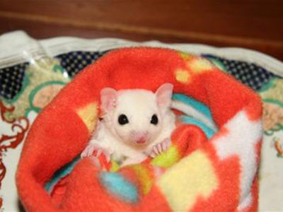 photo of Sunshine (Leucistic)