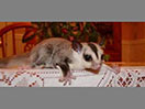 Photo of Skittles