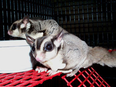 photo of Buttercup
