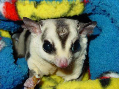 photo of Zane