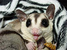 Photo of Zelda