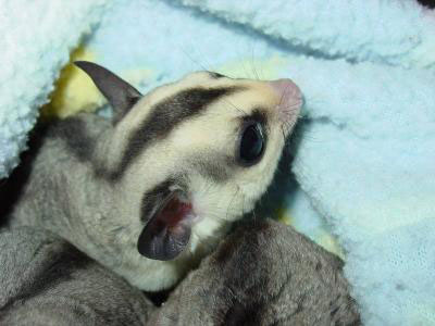 photo of Tandy