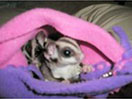 Photo of Bun