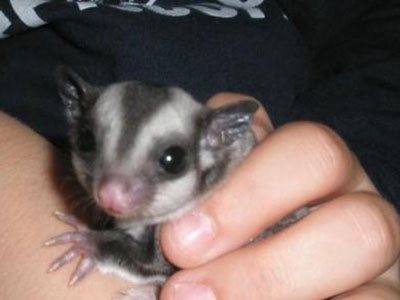 photo of Stitch  