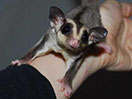 Photo of GN Caleb Sterk
