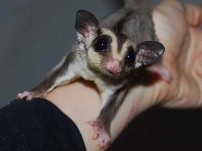 photo of GN Caleb Sterk