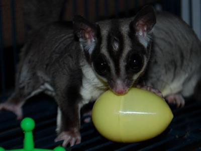 photo of Freedon - Just For Fuzzies