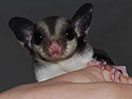 Photo of GN Ciara Sterk