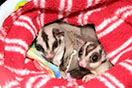 Mother photo