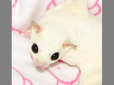 photo of Schezwan Leucistic/WFB