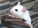 Photo of GN Blizzard Sterk