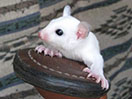 Photo of GN Boo Sterk