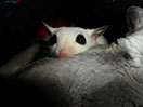 Photo of GN Chimera Sterk