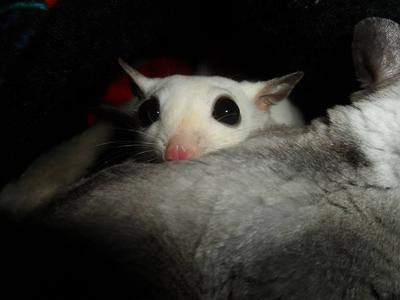 photo of GN Chimera Sterk