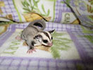 Photo of GN India Sterk