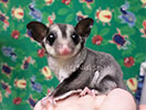 Photo of GN Khaleesi Sterk