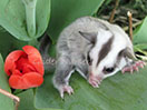 Photo of GN Lily Sterk