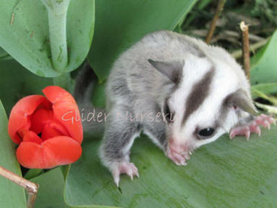 photo of GN Lily Sterk