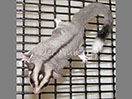 Photo of Guinness Rudd (Twilight)
