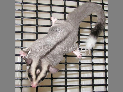 photo of Guinness Rudd (Twilight)