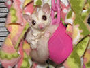 Photo of Whiskey TGP (Cherish)