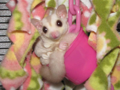 photo of Whiskey TGP (Cherish)