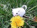 Photo of GN Ollivander Sterk