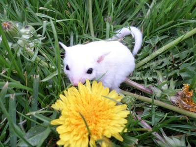 photo of GN Ollivander Sterk