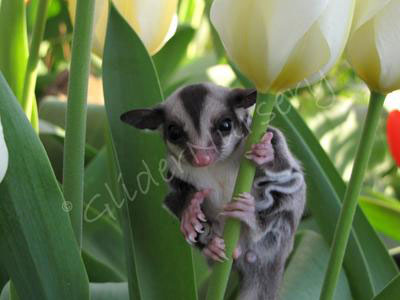 photo of GN Priya Sterk