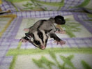 Photo of GN Savannah Sterk
