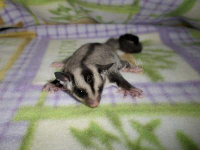 photo of GN Savannah Sterk