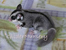 Photo of GN Tara Sterk