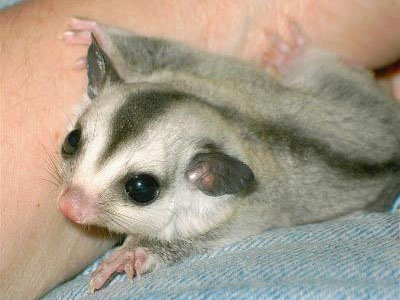 photo of Rex